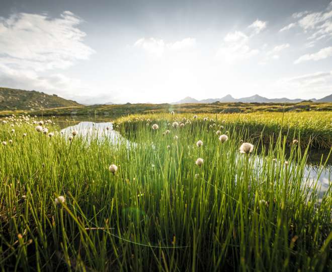 Saftige Wiesen inmitten der Berge