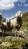 Sheep on alpine Ötztal pasture