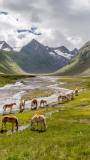 Horses grazing on alpine pasture