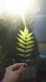 Sun-drenched leaf